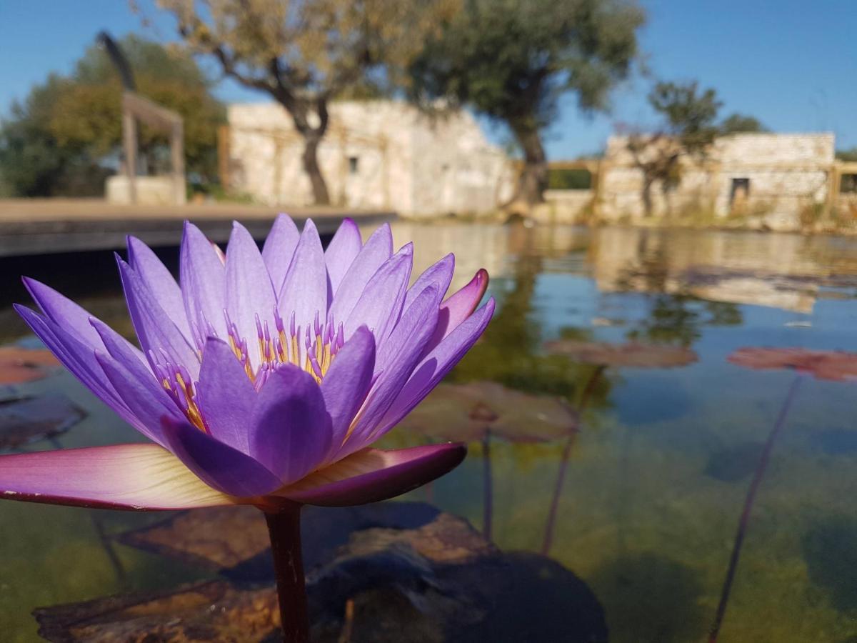Il Fiore Della Vita Trulli Country House Conversano Exterior foto